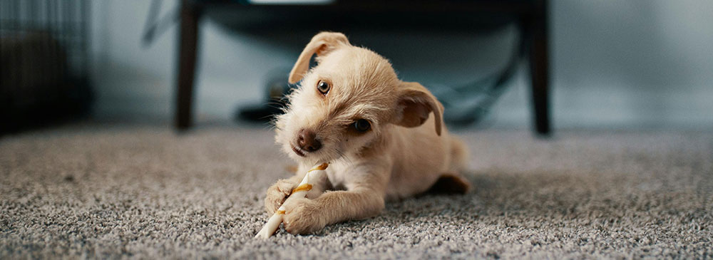 Check out the Animal Care category on our all-Canadian Local Business Portal online business directory.