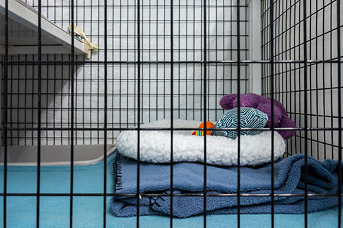 Showcase your Animal Boarding business to local Halifax area customers.