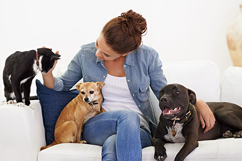 Showcase your Pet Sitting business to local Halifax area customers.